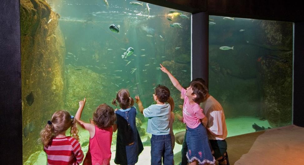 Camping Trébeurden - Trégastel Marine Aquarium  - Camping Armor Loisirs
