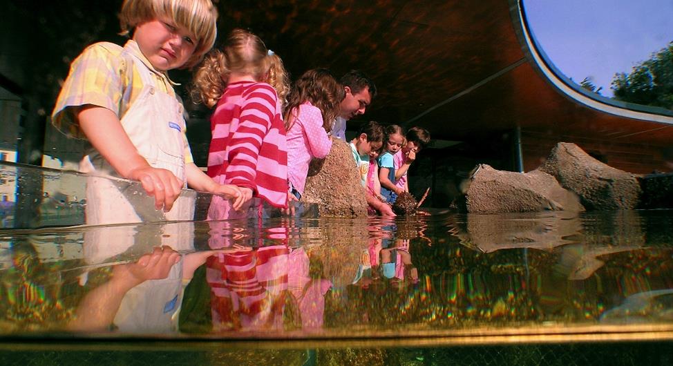 Trégastel marine aquarium near the 3-star Armor Loisirs campsite in Trébeurden, rental of pitches, mobile homes and chalets, swimming pool campsite on the Pink Granite Coast near Perros Guirec - Camping Armor Loisirs