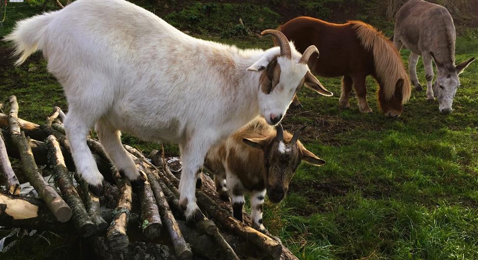 Mini farm with goat, ponies and donkey - Camping Armor Loisirs
